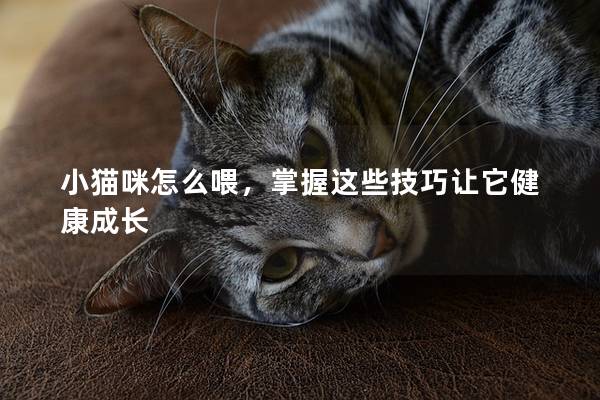 小猫咪怎么喂，掌握这些技巧让它健康成长