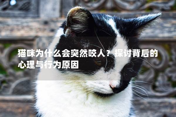 猫咪为什么会突然咬人？探讨背后的心理与行为原因