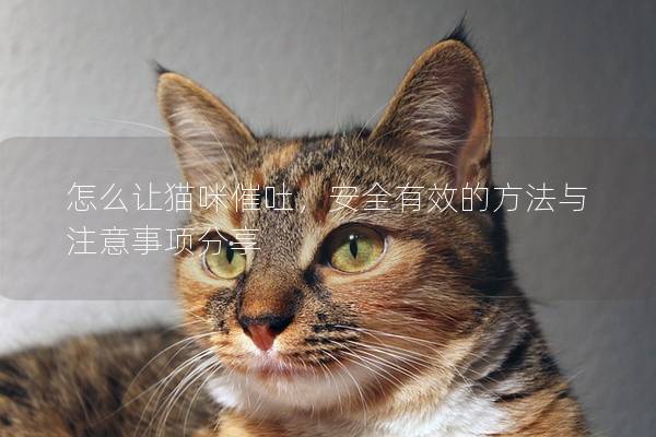 怎么让猫咪催吐，安全有效的方法与注意事项分享