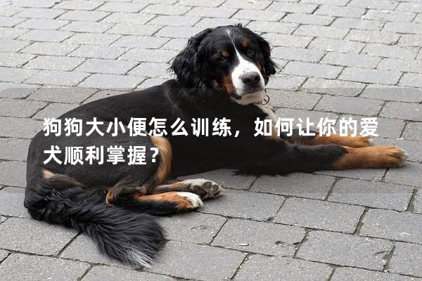 狗狗大小便怎么训练，如何让你的爱犬顺利掌握？