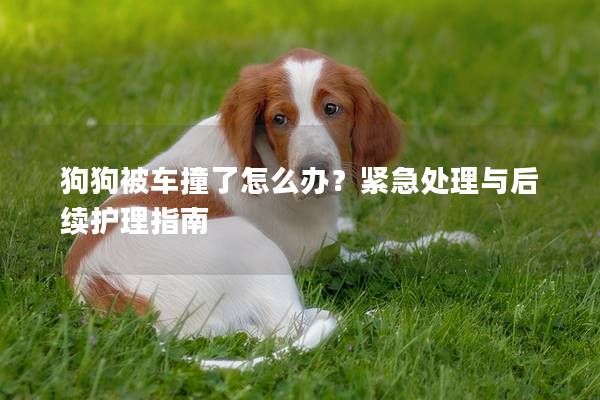 狗狗被车撞了怎么办？紧急处理与后续护理指南