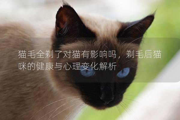 猫毛全剃了对猫有影响吗，剃毛后猫咪的健康与心理变化解析