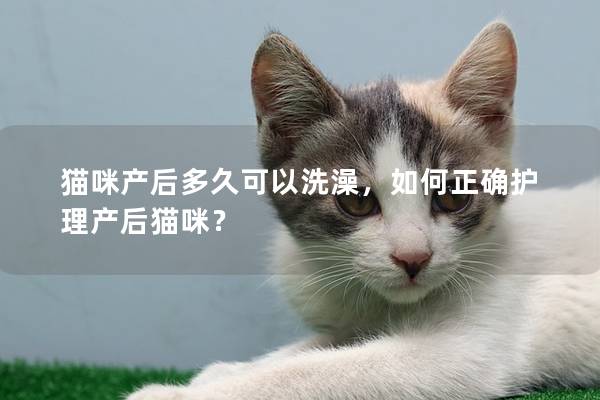 猫咪产后多久可以洗澡，如何正确护理产后猫咪？