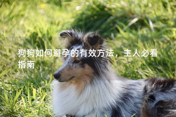 狗狗如何避孕的有效方法，主人必看指南