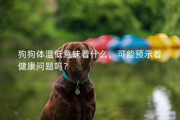 狗狗体温低意味着什么，可能预示着健康问题吗？