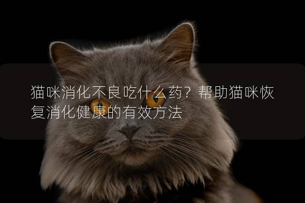 猫咪消化不良吃什么药？帮助猫咪恢复消化健康的有效方法