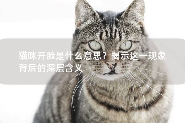 猫咪开脸是什么意思？揭示这一现象背后的深层含义