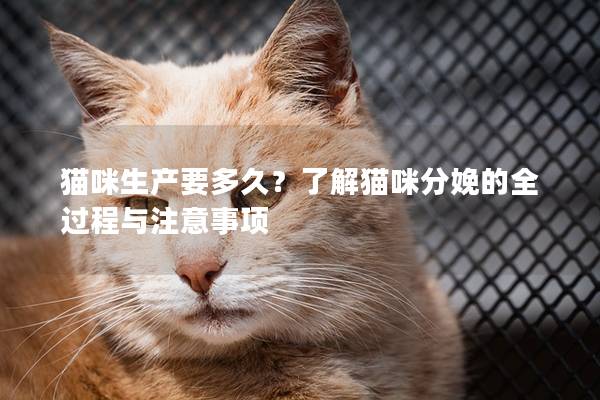 猫咪生产要多久？了解猫咪分娩的全过程与注意事项