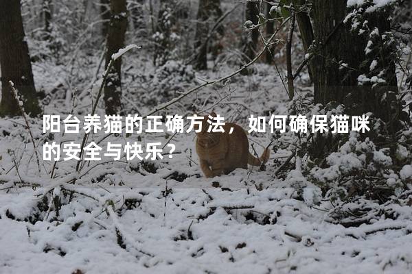 阳台养猫的正确方法，如何确保猫咪的安全与快乐？