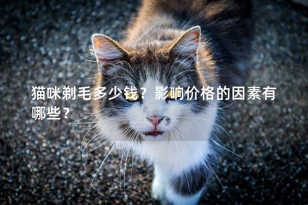 猫咪剃毛多少钱？影响价格的因素有哪些？