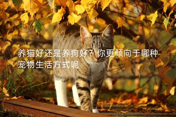 养猫好还是养狗好？你更倾向于哪种宠物生活方式呢