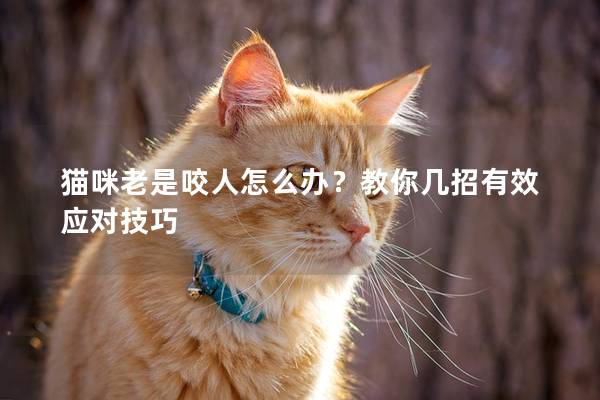 猫咪老是咬人怎么办？教你几招有效应对技巧