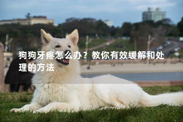 狗狗牙疼怎么办？教你有效缓解和处理的方法