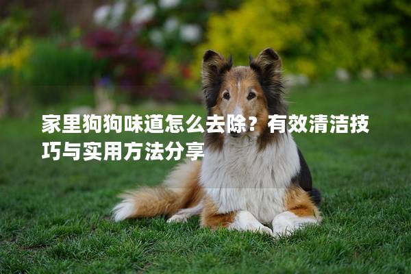 家里狗狗味道怎么去除？有效清洁技巧与实用方法分享