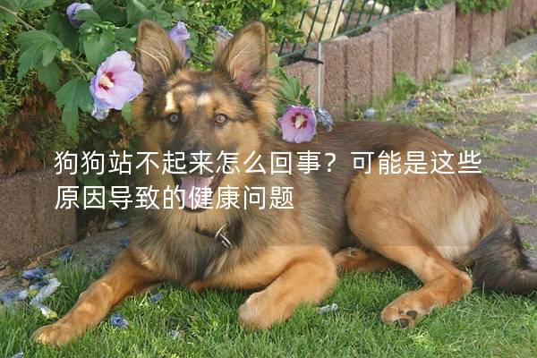 狗狗站不起来怎么回事？可能是这些原因导致的健康问题