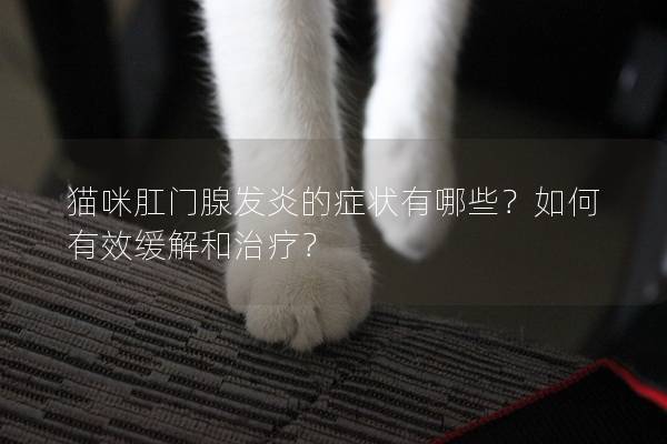 猫咪肛门腺发炎的症状有哪些？如何有效缓解和治疗？