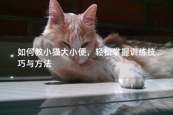 如何教小猫大小便，轻松掌握训练技巧与方法