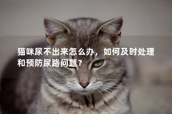 猫咪尿不出来怎么办，如何及时处理和预防尿路问题？