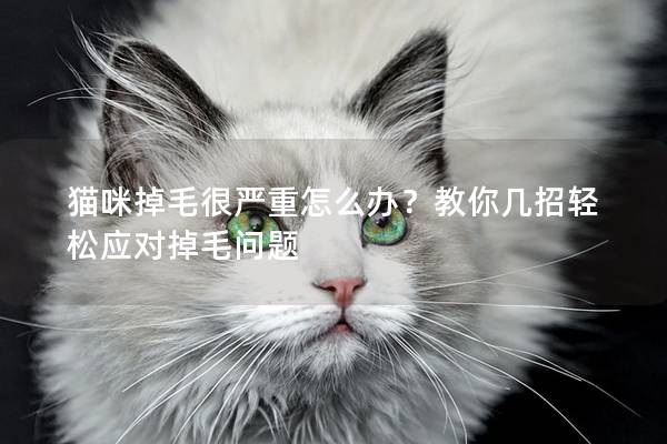 猫咪掉毛很严重怎么办？教你几招轻松应对掉毛问题