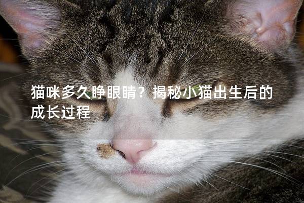 猫咪多久睁眼睛？揭秘小猫出生后的成长过程