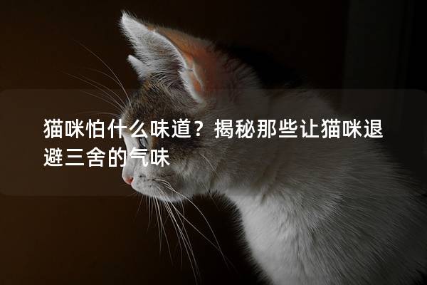 猫咪怕什么味道？揭秘那些让猫咪退避三舍的气味