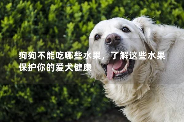 狗狗不能吃哪些水果，了解这些水果保护你的爱犬健康