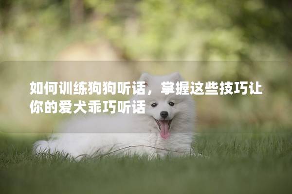 如何训练狗狗听话，掌握这些技巧让你的爱犬乖巧听话