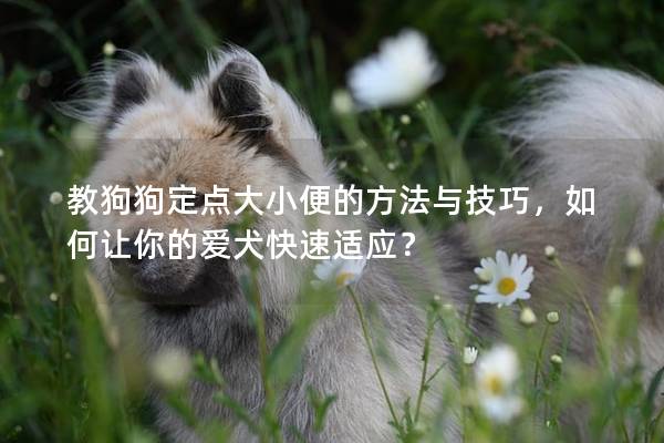 教狗狗定点大小便的方法与技巧，如何让你的爱犬快速适应？