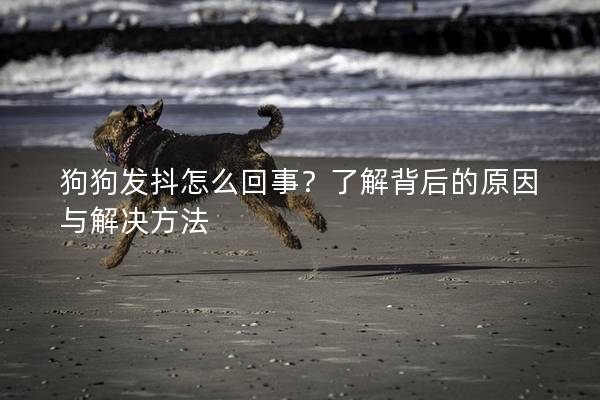 狗狗发抖怎么回事？了解背后的原因与解决方法