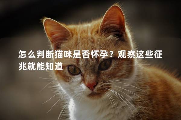 怎么判断猫咪是否怀孕？观察这些征兆就能知道