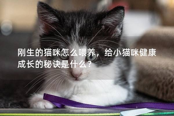 刚生的猫咪怎么喂养，给小猫咪健康成长的秘诀是什么？