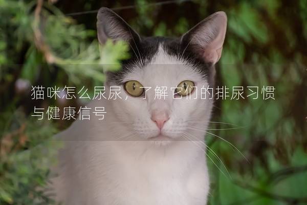 猫咪怎么尿尿，了解它们的排尿习惯与健康信号