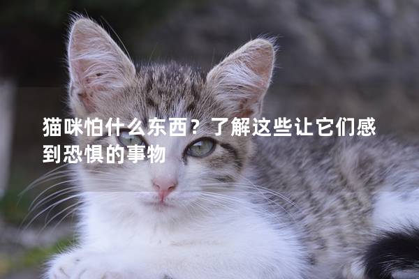 猫咪怕什么东西？了解这些让它们感到恐惧的事物