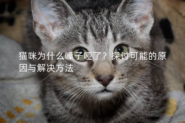 猫咪为什么嗓子哑了？探讨可能的原因与解决方法