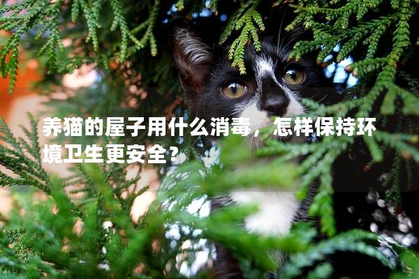 养猫的屋子用什么消毒，怎样保持环境卫生更安全？