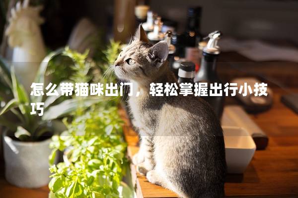 怎么带猫咪出门，轻松掌握出行小技巧