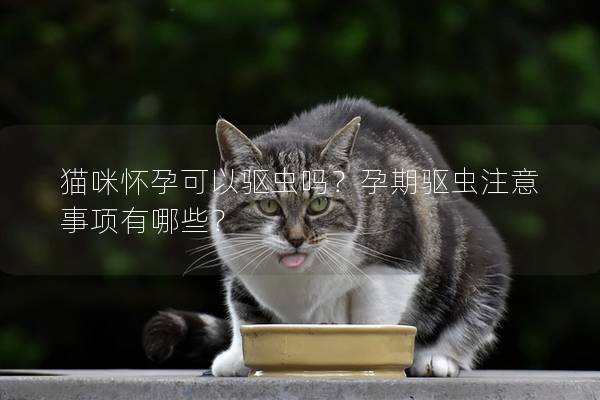 猫咪怀孕可以驱虫吗？孕期驱虫注意事项有哪些？