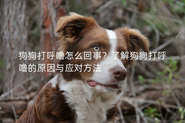 狗狗打呼噜怎么回事？了解狗狗打呼噜的原因与应对方法