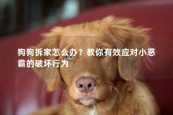 狗狗拆家怎么办？教你有效应对小恶霸的破坏行为