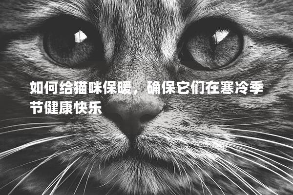 如何给猫咪保暖，确保它们在寒冷季节健康快乐