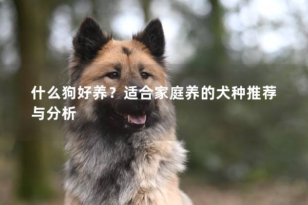 什么狗好养？适合家庭养的犬种推荐与分析