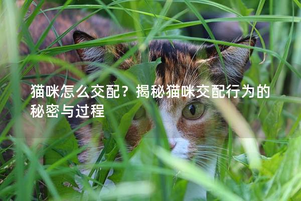 猫咪怎么交配？揭秘猫咪交配行为的秘密与过程