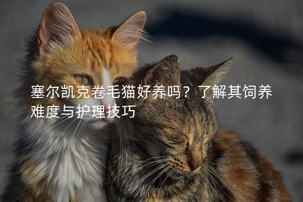 塞尔凯克卷毛猫好养吗？了解其饲养难度与护理技巧