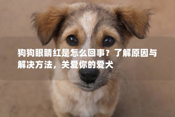 狗狗眼睛红是怎么回事？了解原因与解决方法，关爱你的爱犬