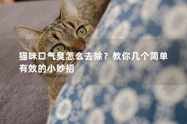 猫咪口气臭怎么去除？教你几个简单有效的小妙招