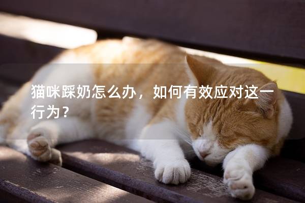 猫咪踩奶怎么办，如何有效应对这一行为？