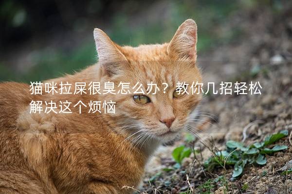 猫咪拉屎很臭怎么办？教你几招轻松解决这个烦恼