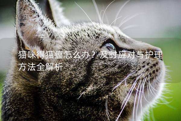 猫咪得猫瘟怎么办？及时应对与护理方法全解析