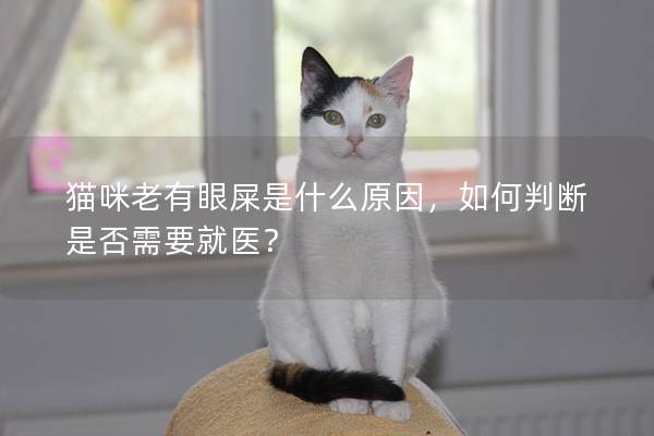 猫咪老有眼屎是什么原因，如何判断是否需要就医？