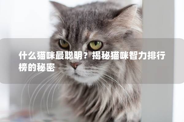 什么猫咪最聪明？揭秘猫咪智力排行榜的秘密